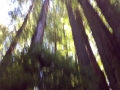 20110411-jah-00225-near-orick-ca-big-tree-redwood-jpg