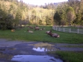 20110411-jah-00233-watch-for-elk-jpg